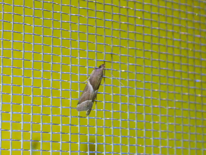 Nyctegretis lineana - agátszínű karcsúmoly