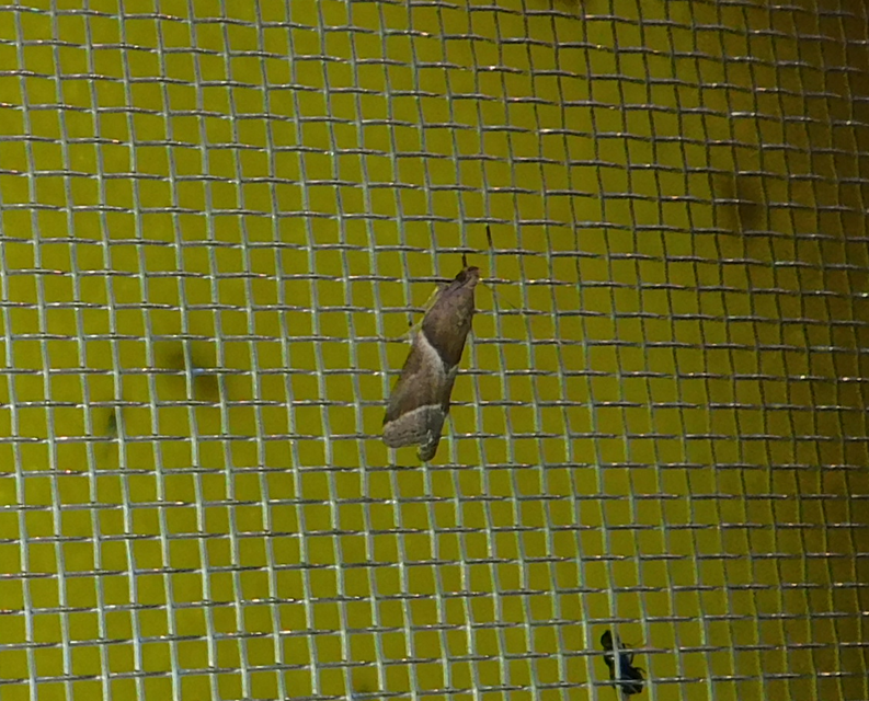 Nyctegretis lineana - agátszínű karcsúmoly