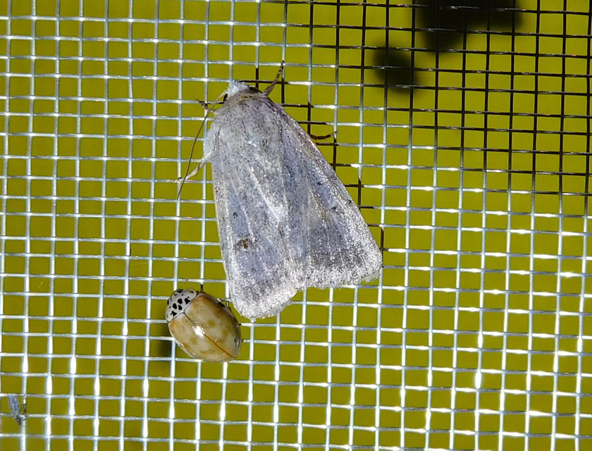 Harmonia quadripunctata - négypettyes katica