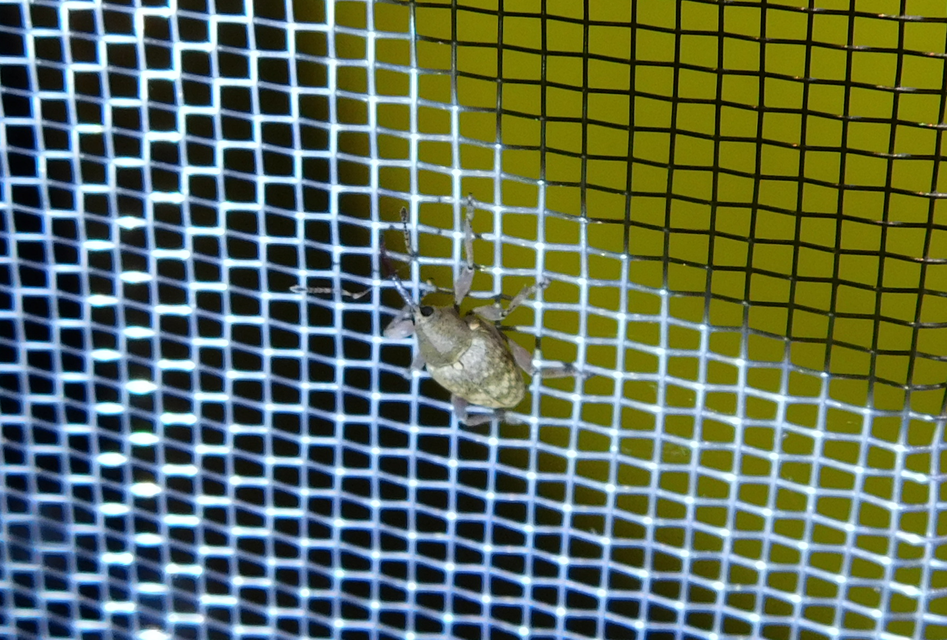 Curculio glandium - tölgymakkzsuzsóka