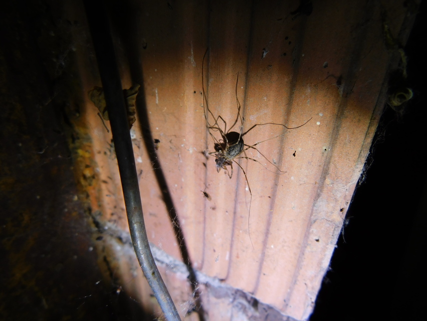 Opilio saxatilis