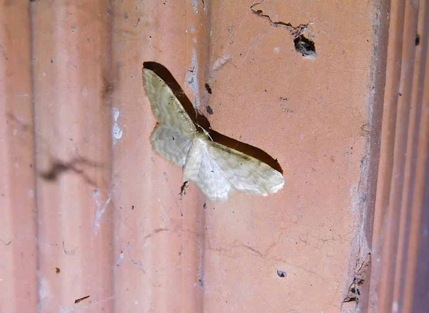 Idaea fuscovenosa - szürkeszélű apróaraszoló