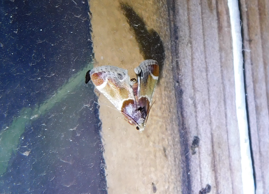 Pyralis farinalis - lisztilonca