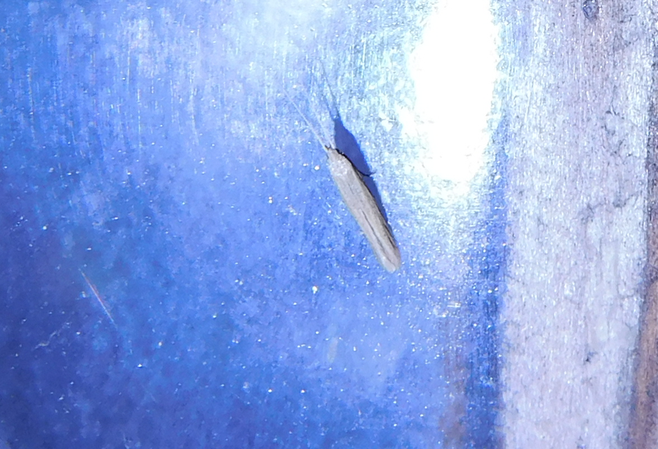Coleophora