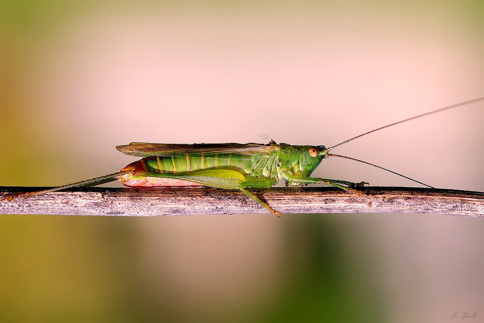 Conocephalus fuscus - kis kúpfejűszöcske