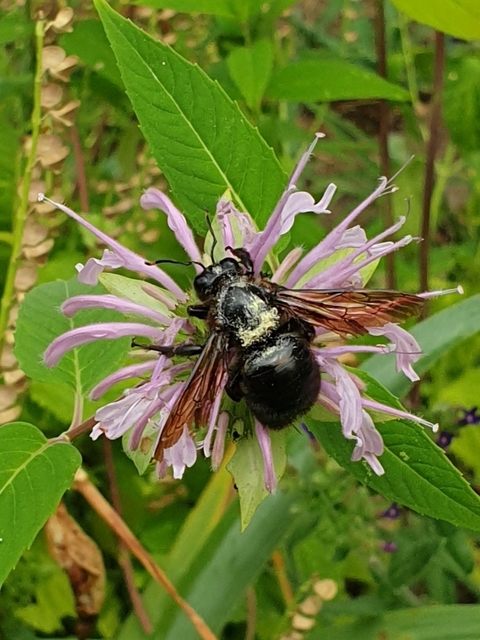 Xylocopa violacea - kék fadongó