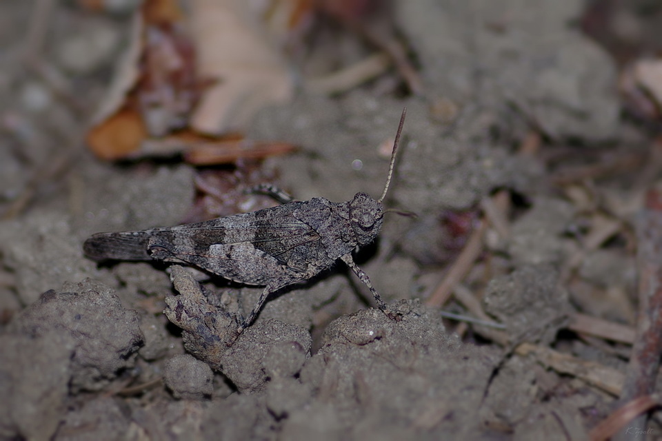 Oedipoda caerulescens - kékszárnyú sáska