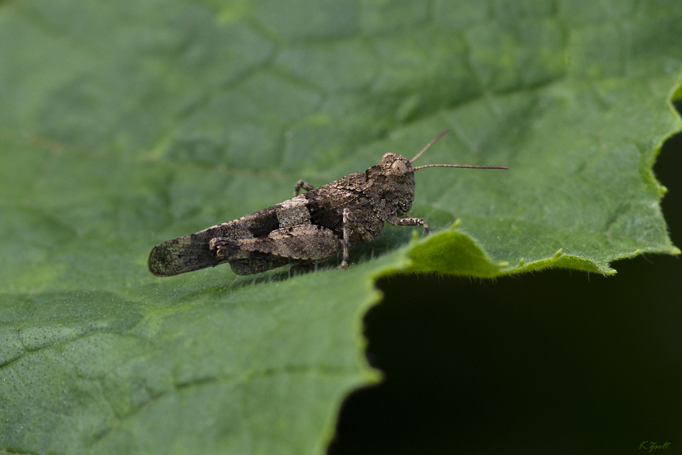 Oedipoda caerulescens - kékszárnyú sáska