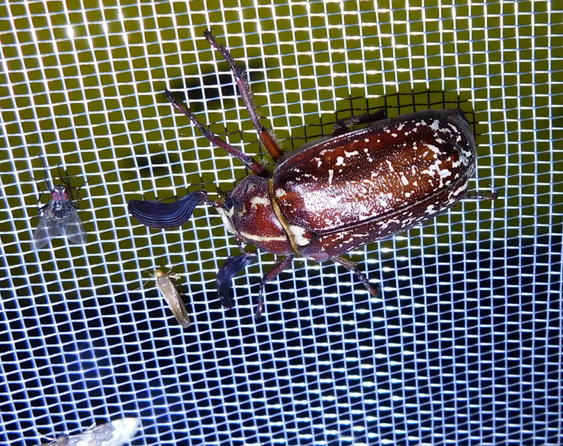 Polyphylla fullo - csapó cserebogár