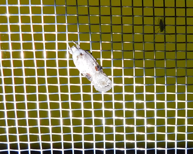Agonopterix alstromeriana - bürök-laposmoly