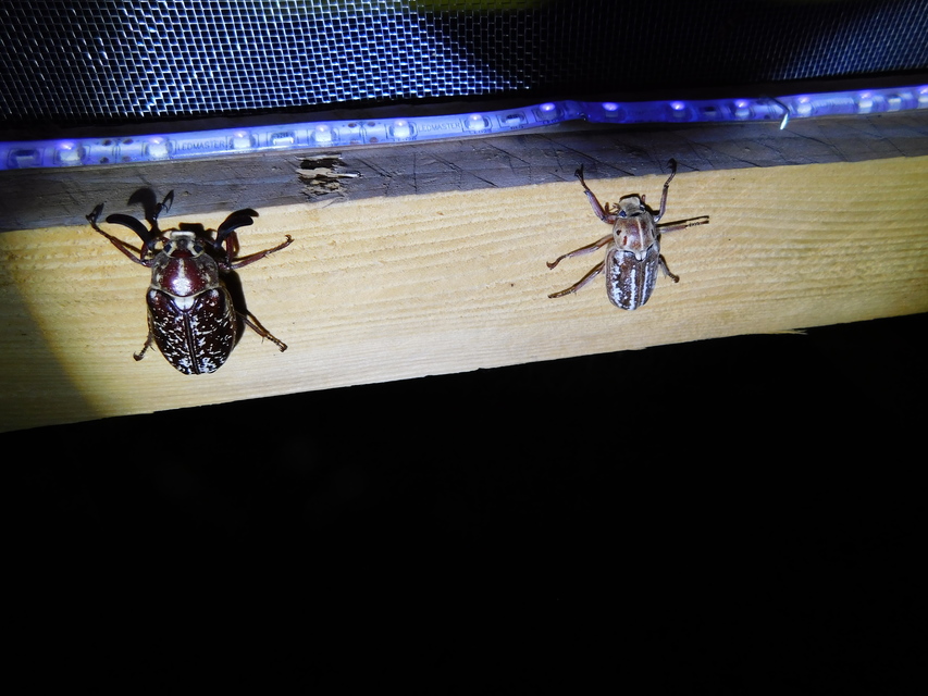 Polyphylla fullo - csapó cserebogár