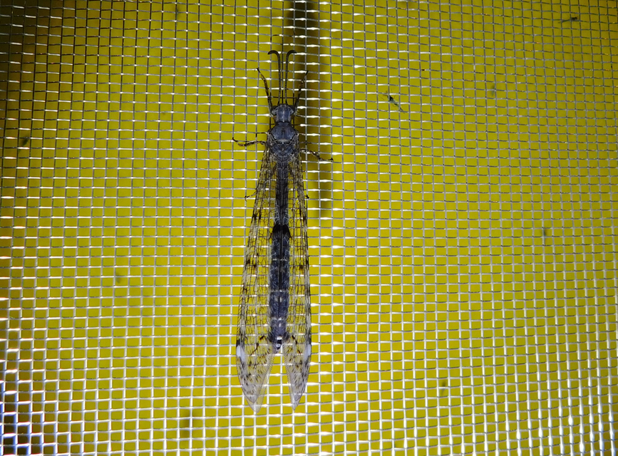 Distoleon tetragrammicus - négyfoltos hangyaleső