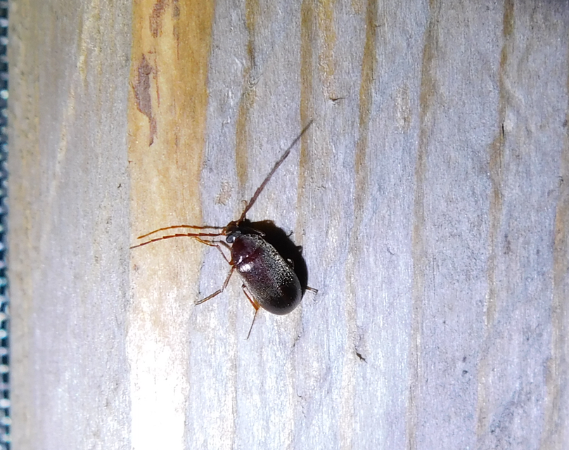 Hymenalia rufipes - rőtlábú alkonybogár
