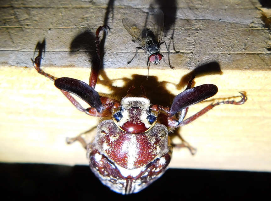 Polyphylla fullo - csapó cserebogár