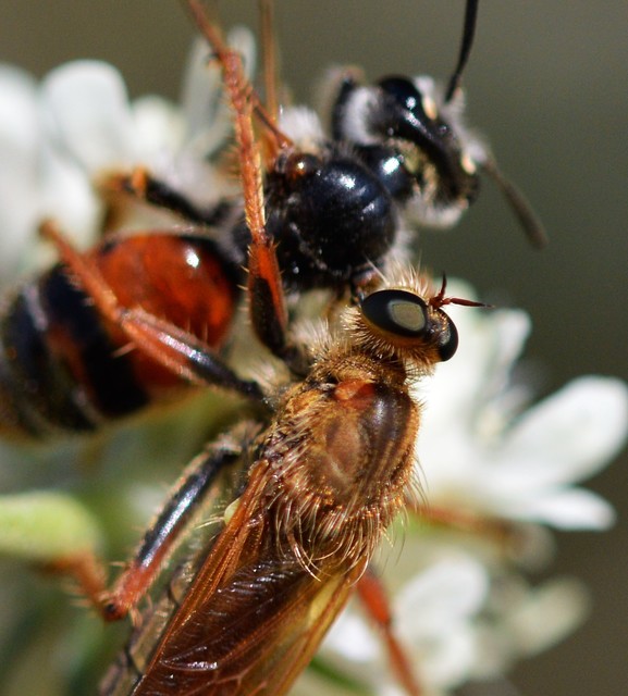 Stenopogon sabaudus