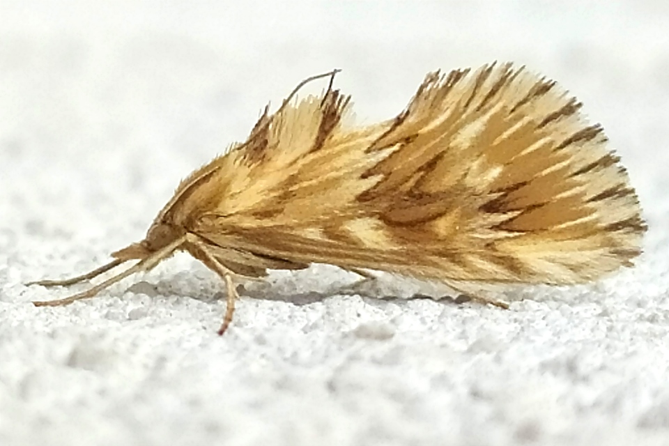 Cynaeda dentalis - gyakori ciframoly