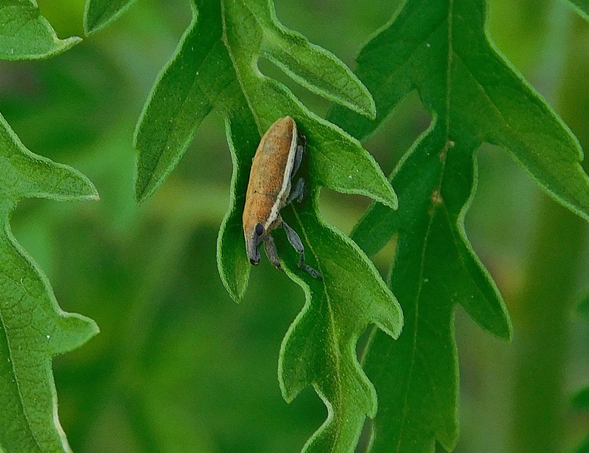 Lixus ochraceus - retek-dudvabarkó