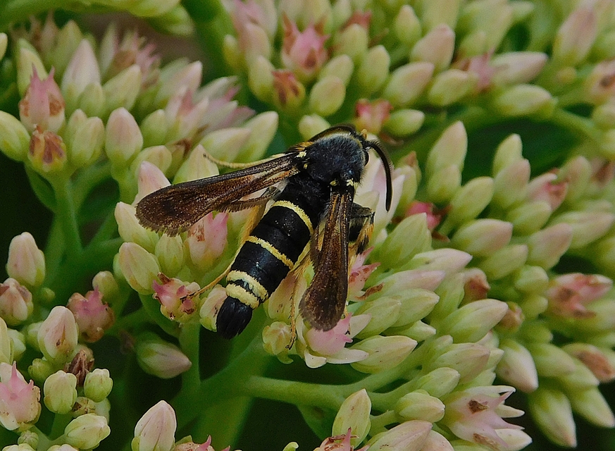 Paranthrene tabaniformis - bögölyszitkár