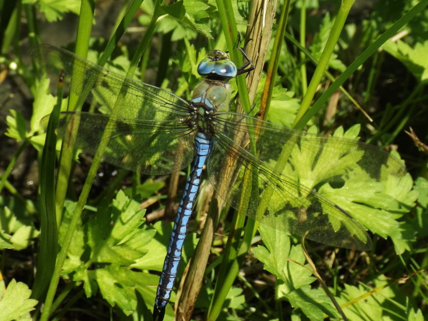 Anax imperator - zöld óriásacsa