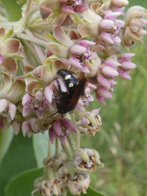 Scolia sexmaculata - négyfoltos tőrösdarázs