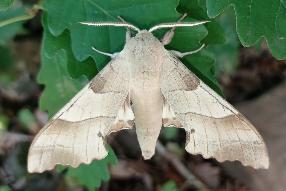 Marumba quercus - tölgyfaszender