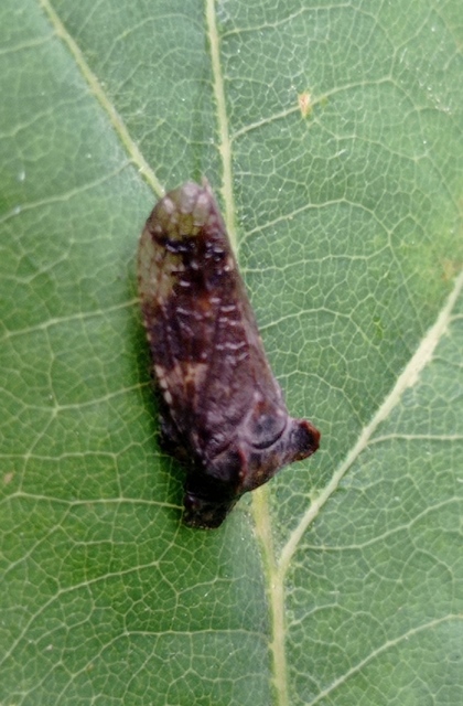 Ledra aurita - füleskabóca