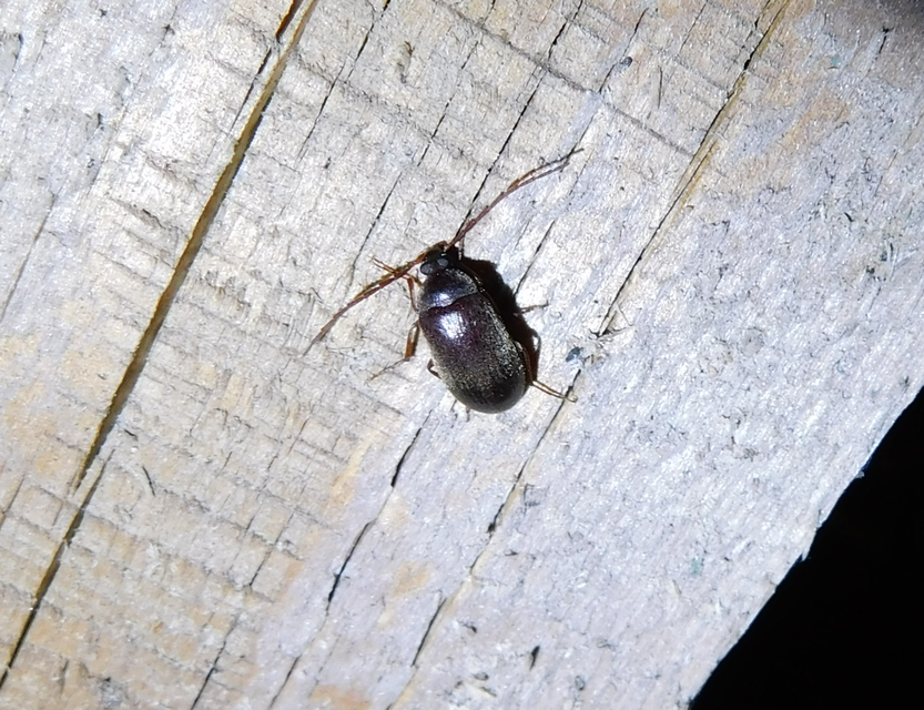 Hymenalia rufipes - rőtlábú alkonybogár