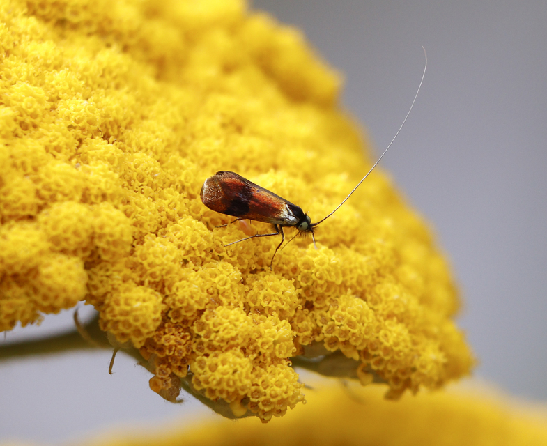 Nemophora