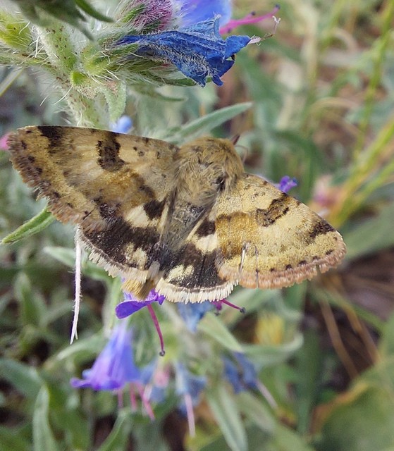 Heliothis viriplaca - mácsonyabagoly