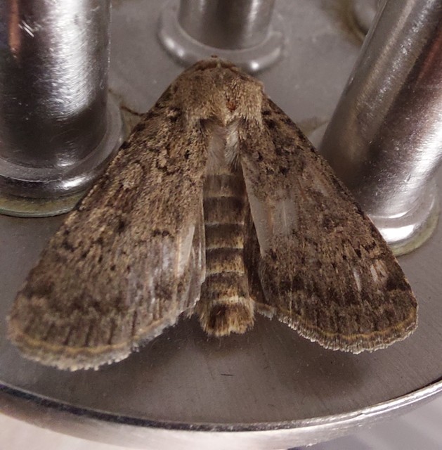 Rhyacia simulans - hamvas földibagoly
