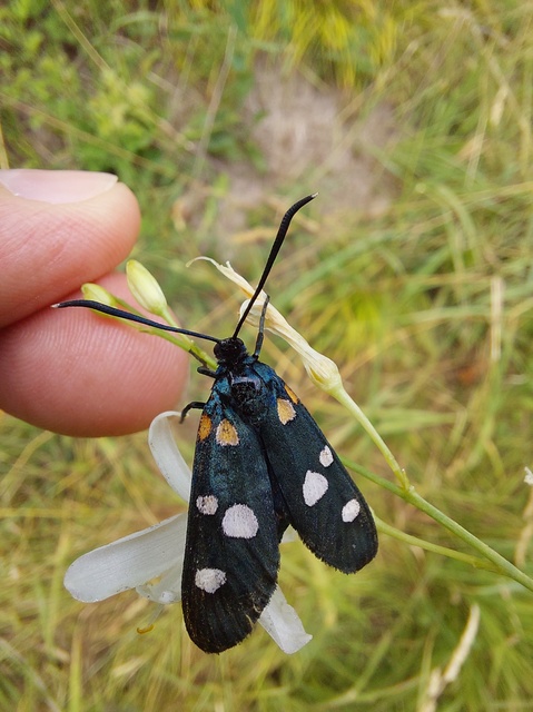 Zygaena ephialtes - változékony csüngőlepke