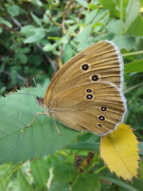 Aphantopus hyperanthus - közönséges ökörszemlepke