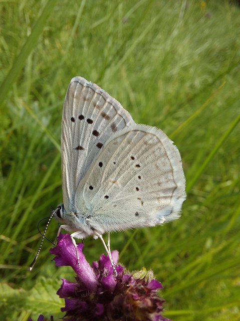 Polyommatus daphnis - csipkés boglárka