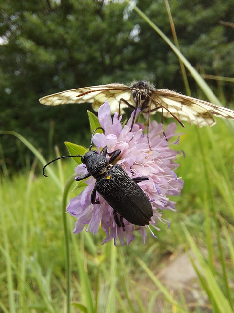 Stictoleptura scutellata - hegyi virágcincér
