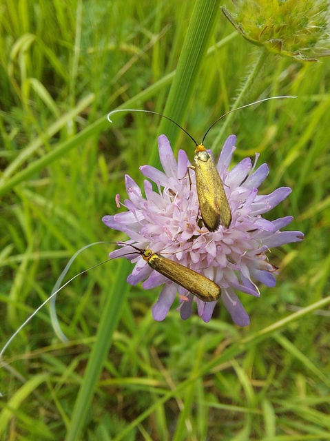 Nemophora metallica - fémszínű tőrösmoly