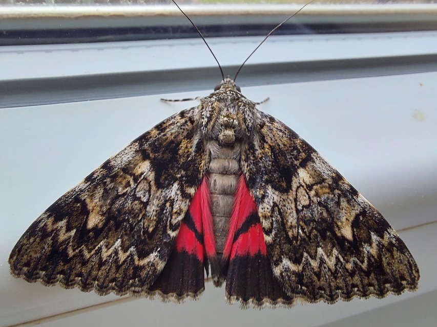 Catocala promissa - kis tölgyfa-övesbagoly