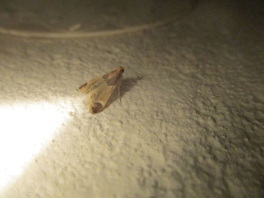 Pyralis farinalis - lisztilonca