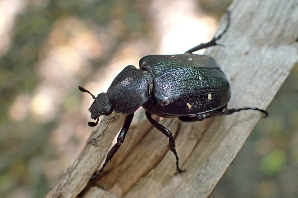 Gnorimus variabilis - nyolcpettyes virágbogár