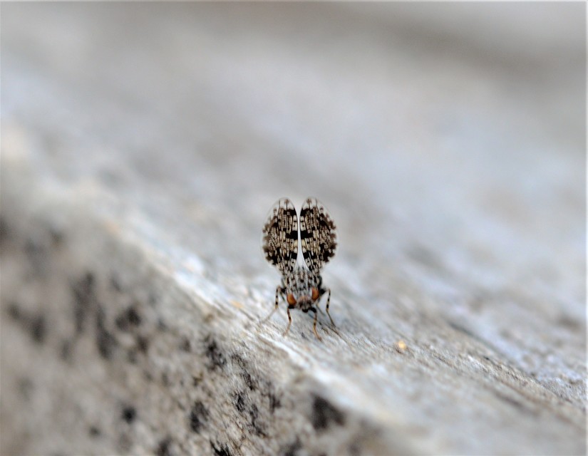 Callopistromyia annulipes - pávalégy