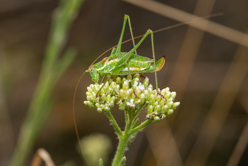 Leptophyes albovittata - közönséges virágszöcske