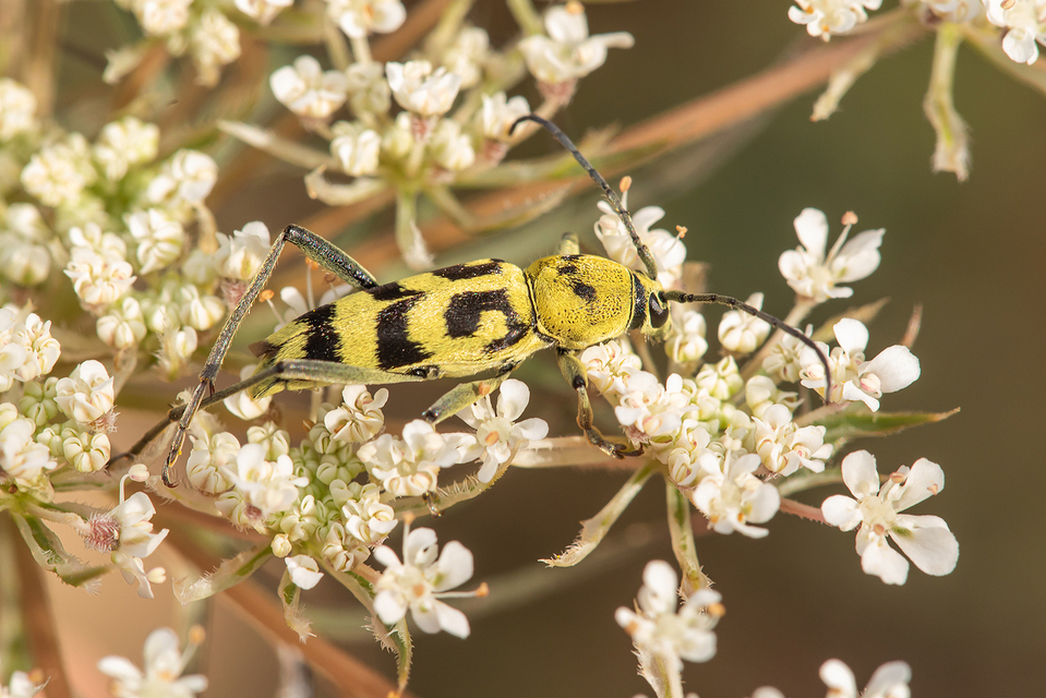 Chlorophorus varius - díszes darázscincér
