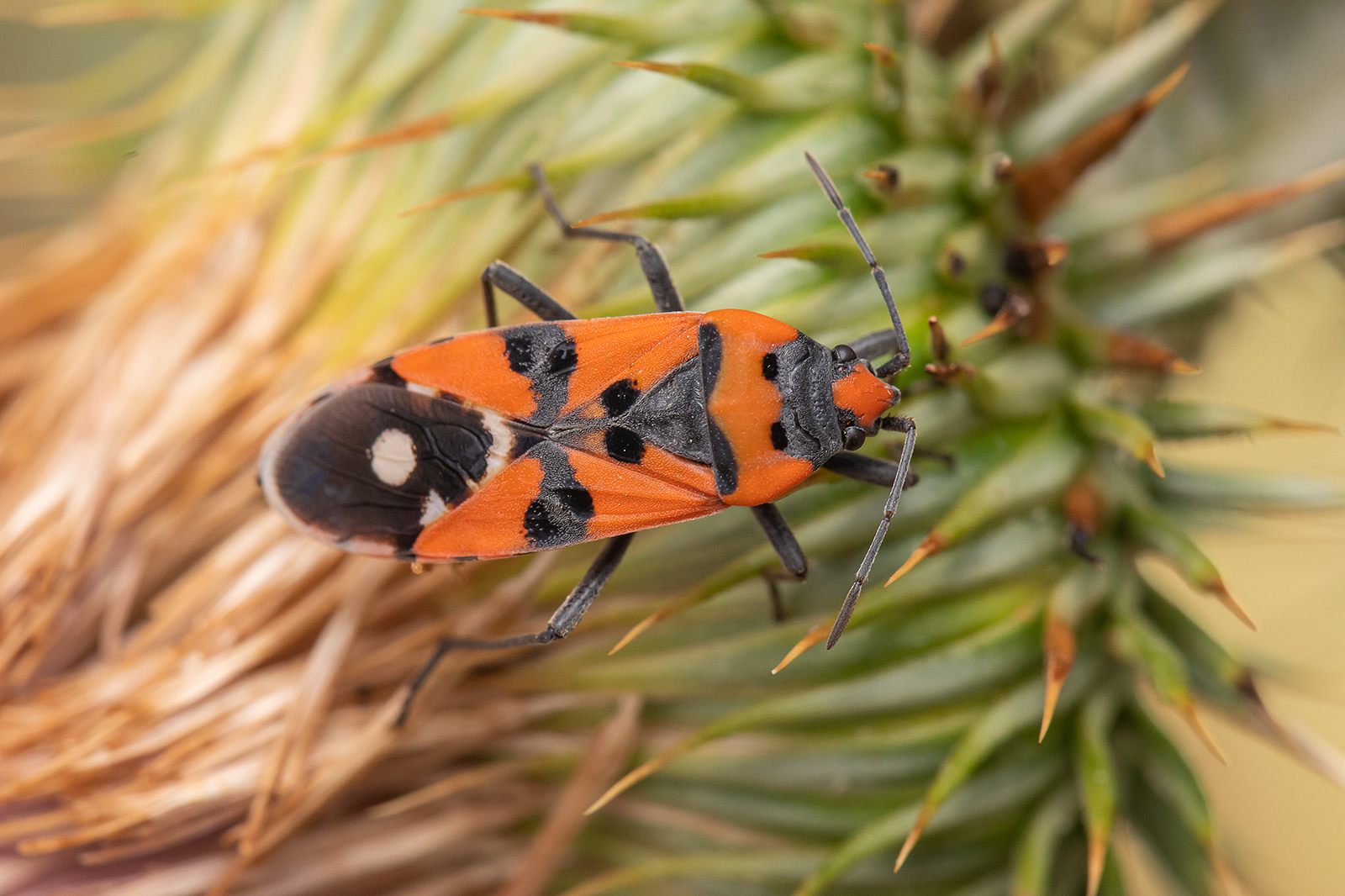 Lygaeus simulans - hamis lovagbodobács