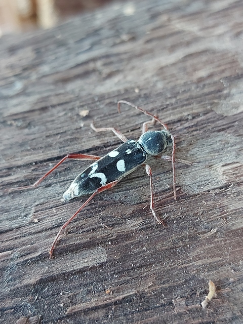 Isotomus speciosus - nyírfa-darázscincér