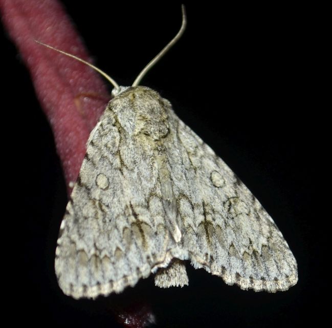 Acronicta aceris - vadgesztenye-szigonyosbagoly
