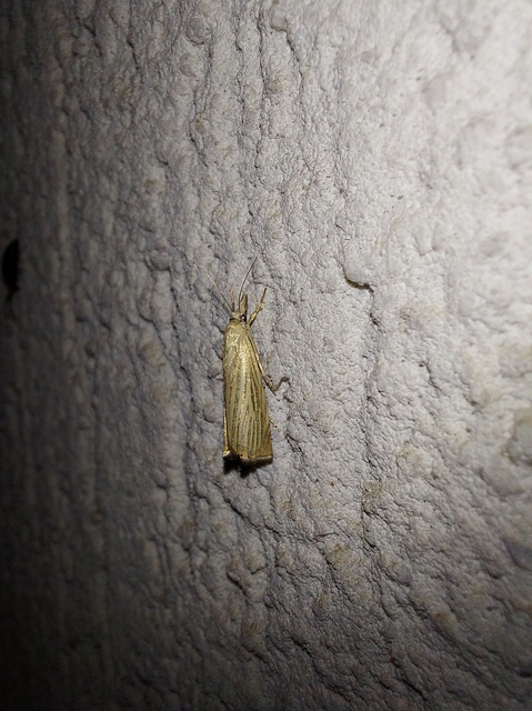 Chrysoteuchia culmella - kerti fűgyökérmoly