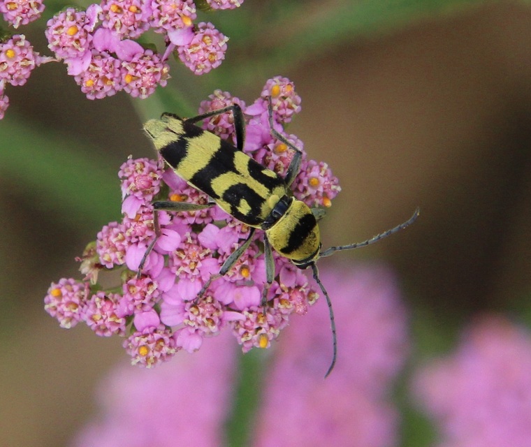 Chlorophorus varius - díszes darázscincér