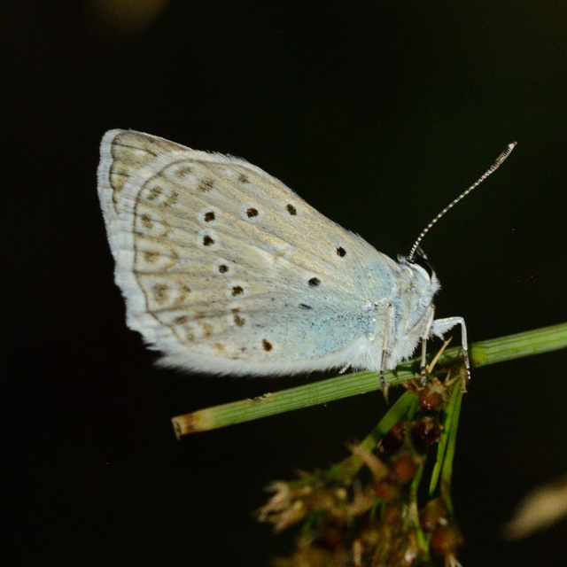 Polyommatus daphnis - csipkés boglárka