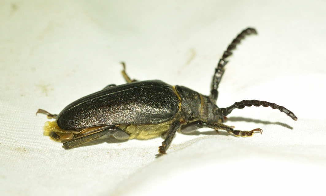 Prionus coriarius - csőszcincér