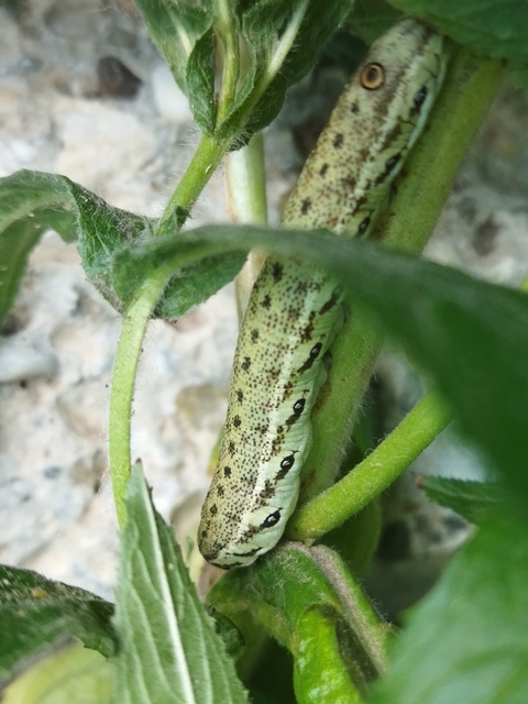 Proserpinus proserpina - törpeszender