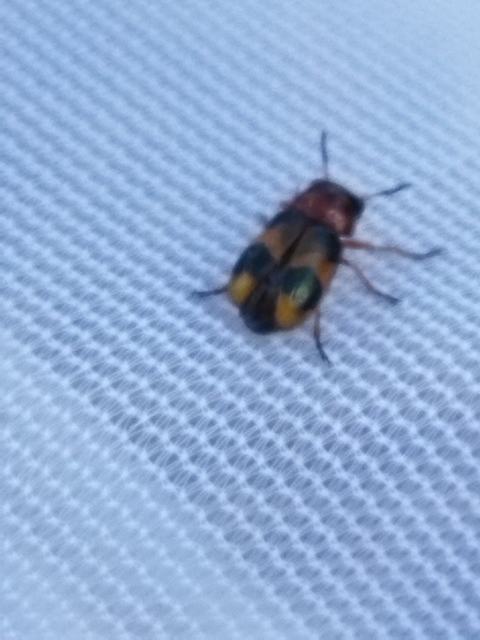 Coptocephala unifasciata - sárgalábú hullóbogár